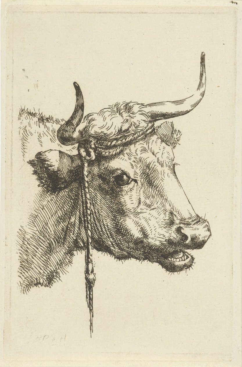 Głowa krowy autorstwa Jan Kobell (II)