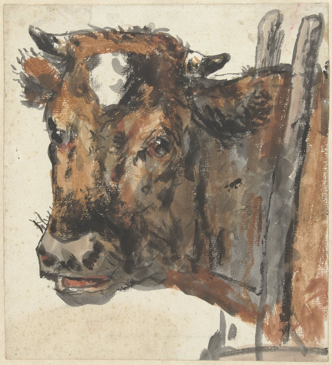 Głowa krowy autorstwa Jan Kobell (II)