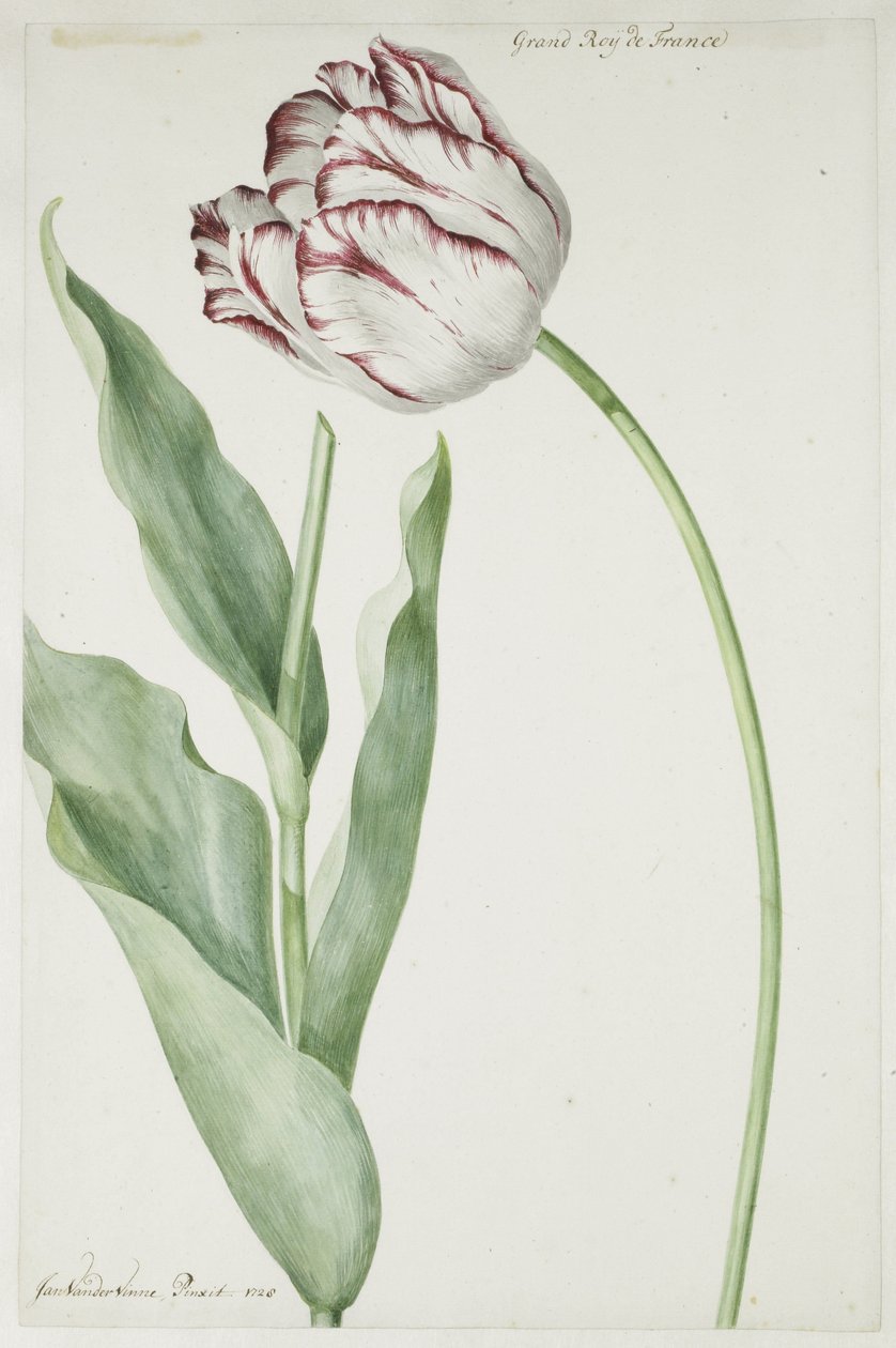 Tulipan Grand Roy de France autorstwa Jan Laurensz. van der Vinne