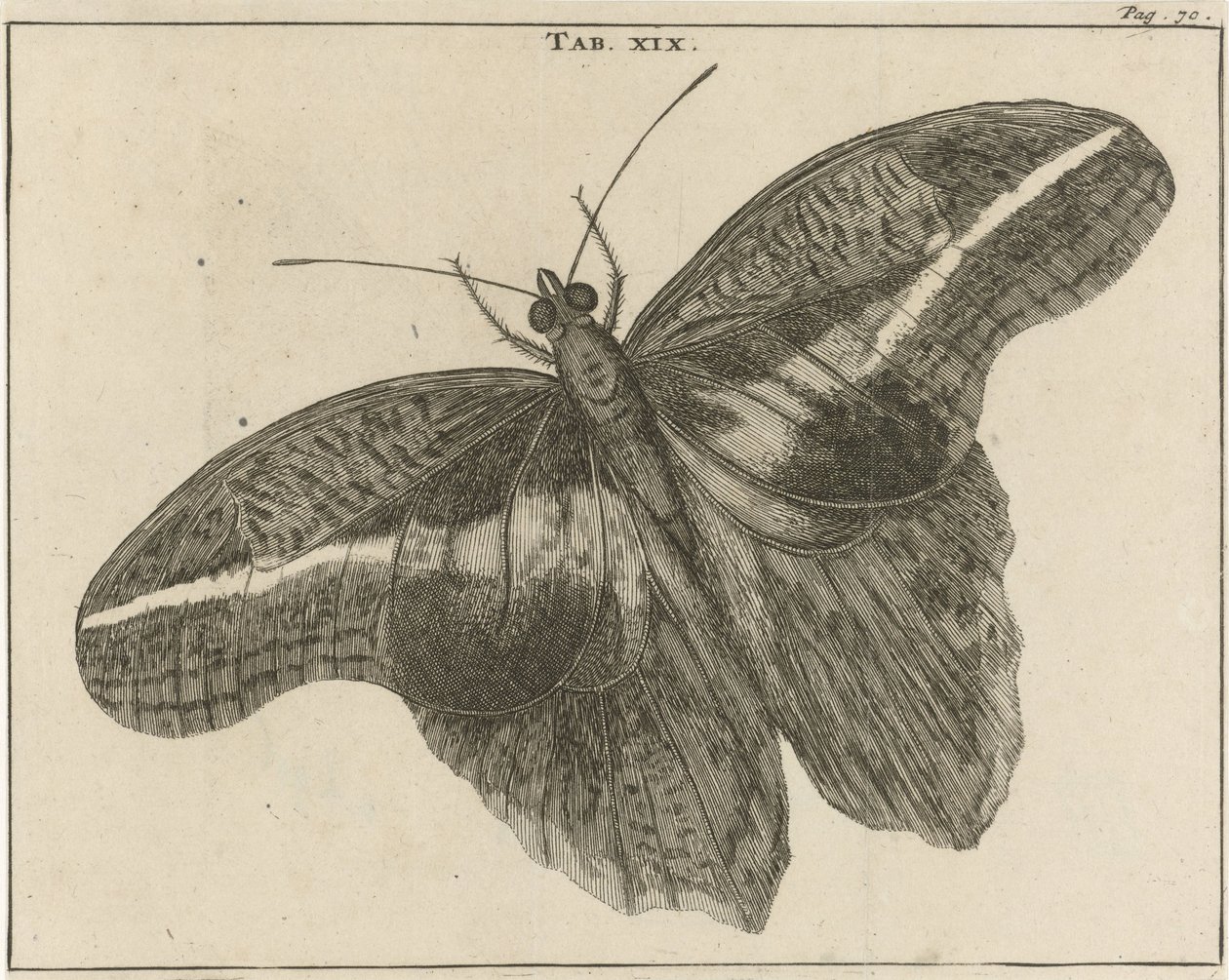 Surinamski olbrzymi motyl XIX autorstwa Jan Luyken