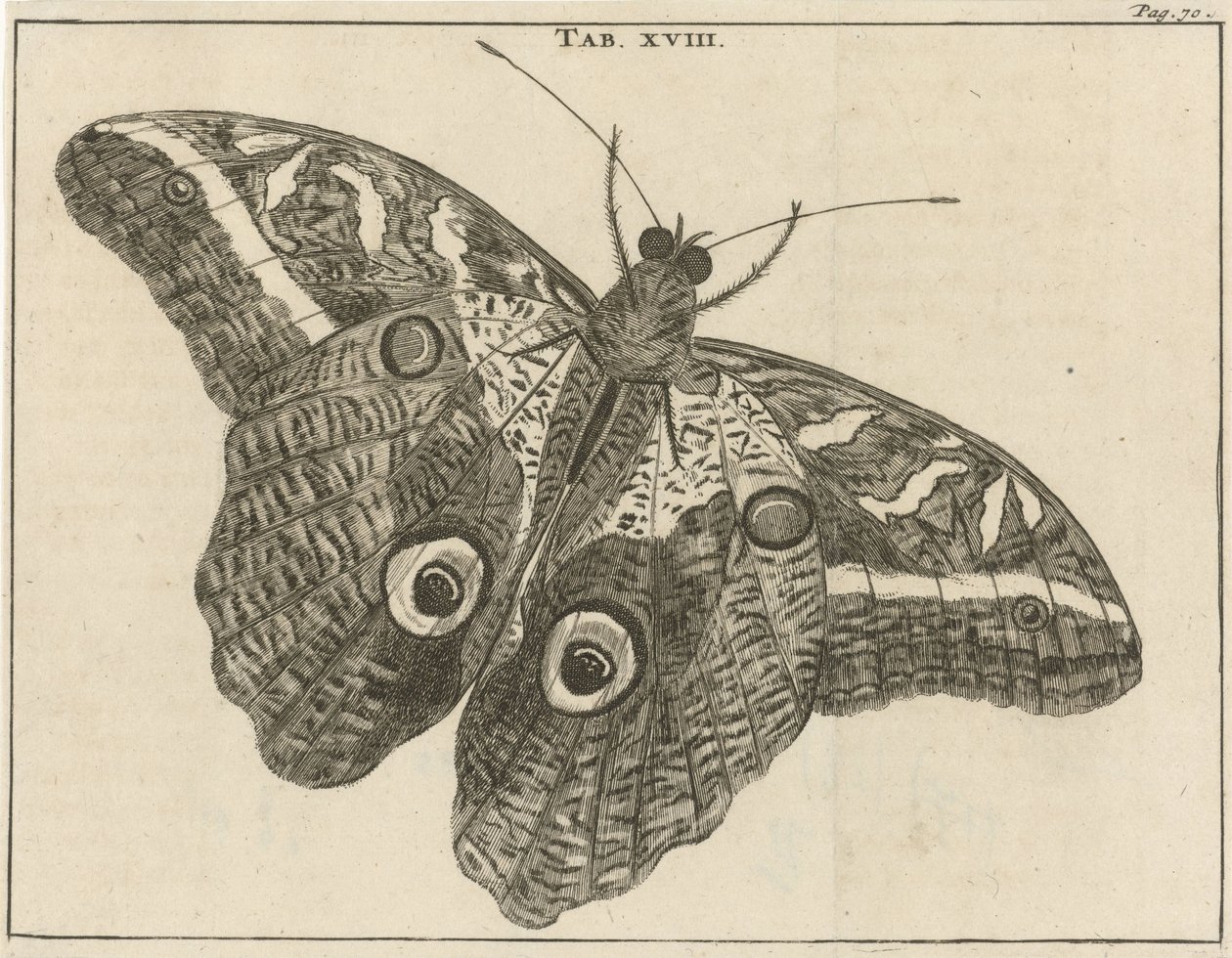Surinamski olbrzymi motyl XVIII autorstwa Jan Luyken