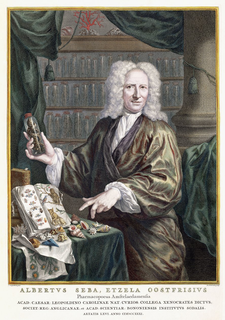 Portret Albertusa Seby, z „Najdokładniejszego opisu skarbów przyrody”, 1734-1765 autorstwa Jan Maurits Quinckhardt