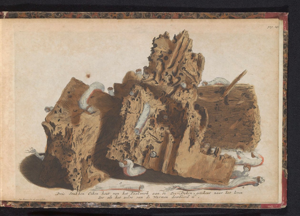 Części prac palowych dotknięte przez robaki okrętowe, 1731 Trzy kawałki drewna dębowego z Paalwerk aan de Zee-Dyken, narysowane po życiu, które zostało przebite przez Wurmenów (tytuł na obiekcie) autorstwa Jan Ruyter