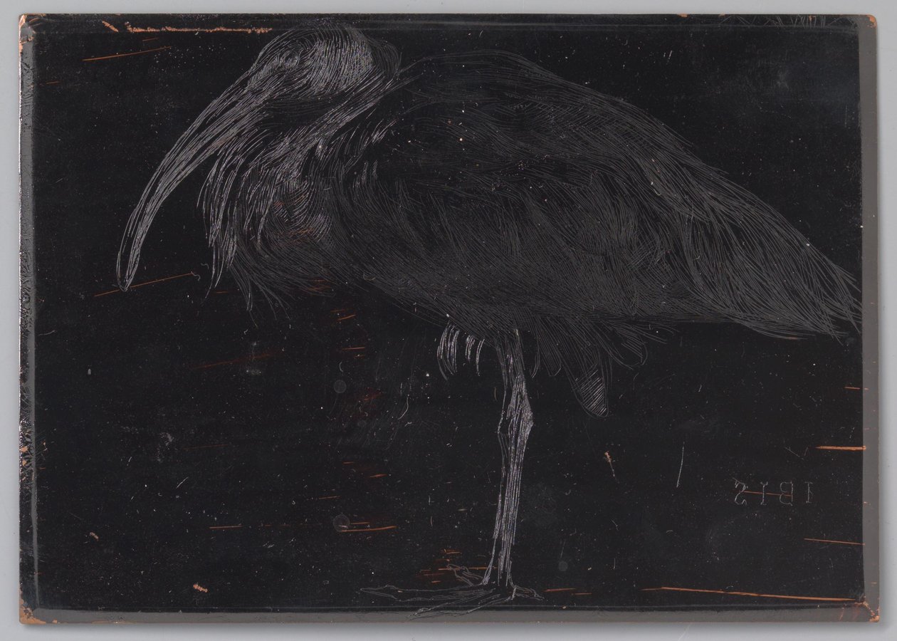 Ibis (oryginalny tytuł na obiekcie) autorstwa Jan Veth