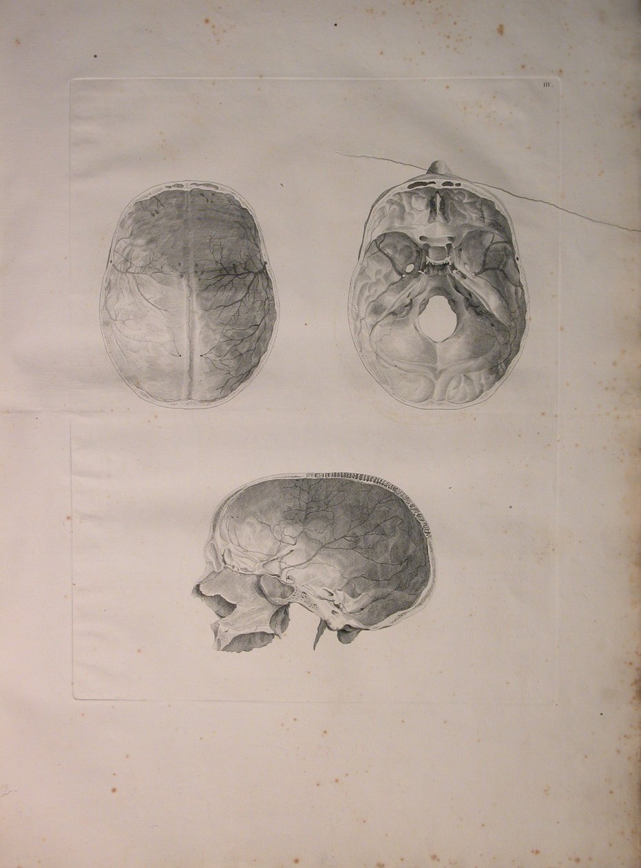 Albinusa II, Pl. III, Cranial bone, ilustracja z „Tables of human bones” Bernharda Siegfrieda Albinusa (1697-1770), wydana przez J.undH. Verbeek, bibliop. 1753, Lejda, 1753 autorstwa Jan Wandelaar
