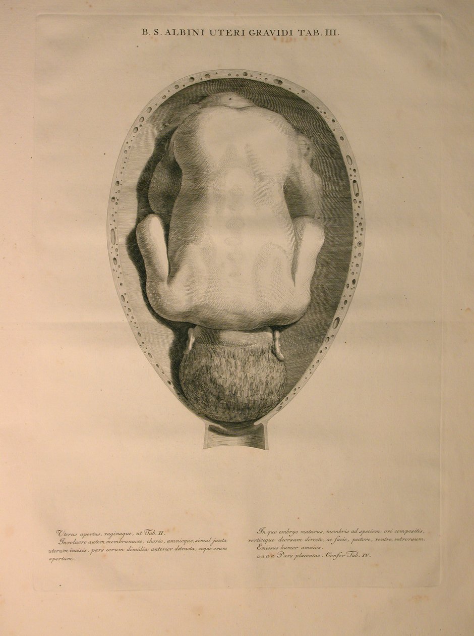 Albinus, Macica, Pl. III, ilustracja z „Tables of human bones” Bernharda Siegfrieda Albinusa (1697-1770), wydanej przez J.undH. Verbeek, bibliop., Leiden, 1748 autorstwa Jan Wandelaar