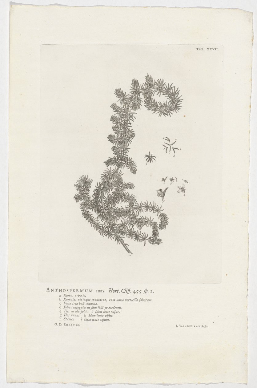 Anthospermum aethiopicum Samiec anthospermum. Ogród. Klif. 455 szt. 1 (tytuł na obiekcie) autorstwa Jan Wandelaar