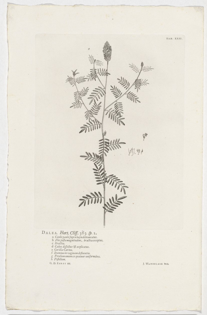 Dalea alopecuroides Dalea. Horta. Klif. 363. sp. 1 (tytuł na obiekcie) autorstwa Jan Wandelaar