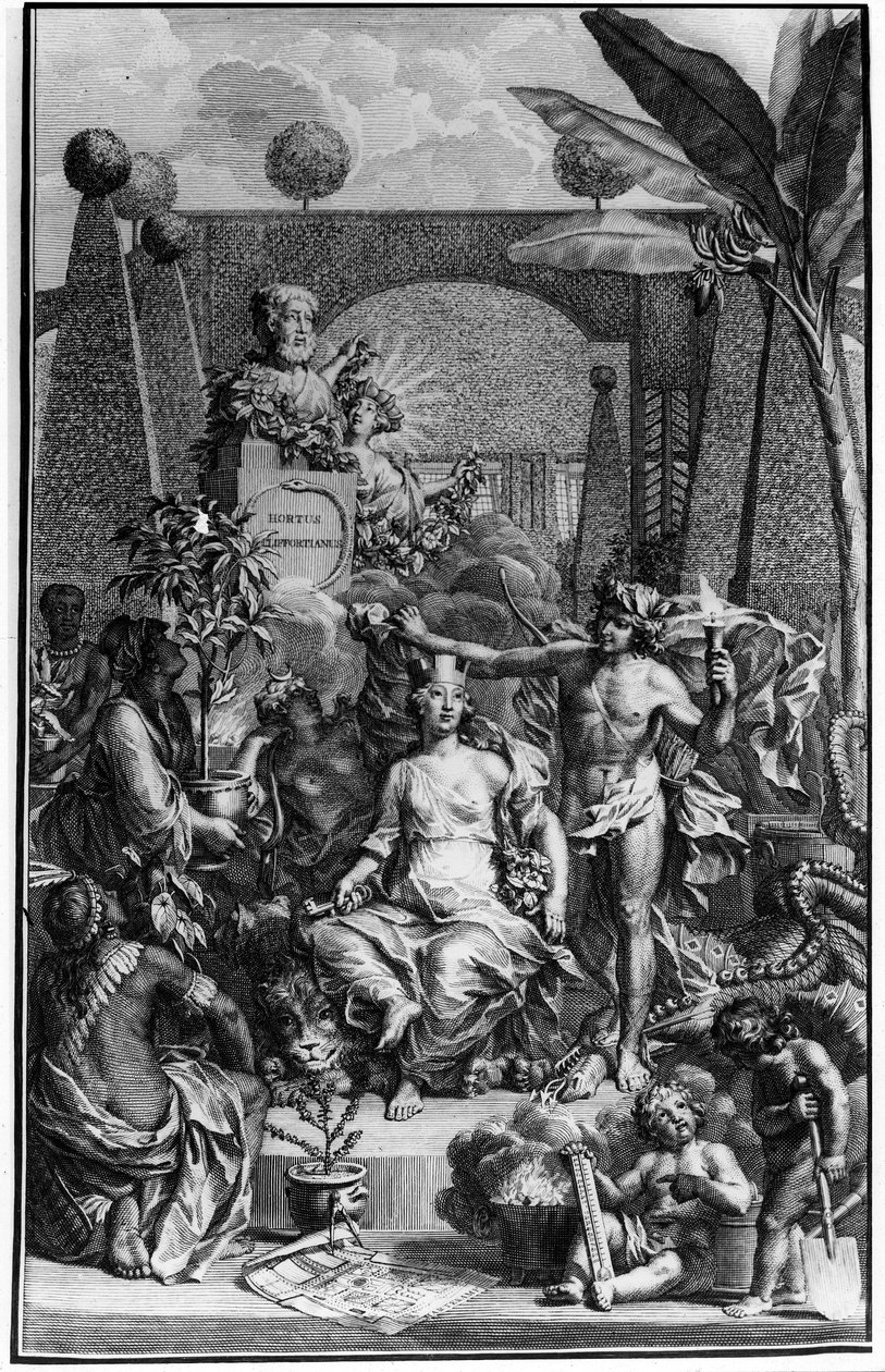 Frontyspicjum „Hortus Cliffortianus” Charlesa Linne (Carl von Linne, Linneus 1707 - 1778), szwedzkiego przyrodnika. 1737. Rycina Jana Wandelaara (1690-1759). Prywatna kolekcja. autorstwa Jan Wandelaar