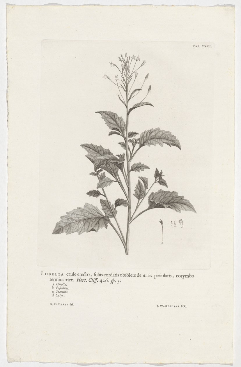Lobelia cliffortiana Lobelia o wyprostowanej łodydze, sercowatych liściach z podłużnymi ząbkowanymi ogonkami, kończącymi się baldachogronami. Ogród. Klif. 426. sp. 3 (tytuł na obiekcie) autorstwa Jan Wandelaar