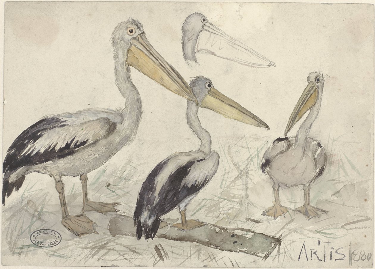 Pelikany w Artis Zoo autorstwa Jan van Essen