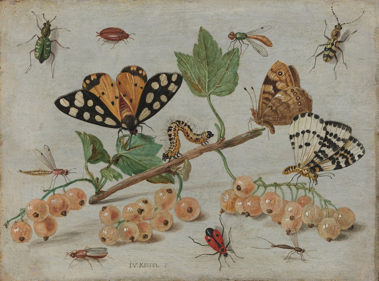 Owady i owoce Gałązka Białej Porzeczki z Owadami autorstwa Jan van Kessel (I)