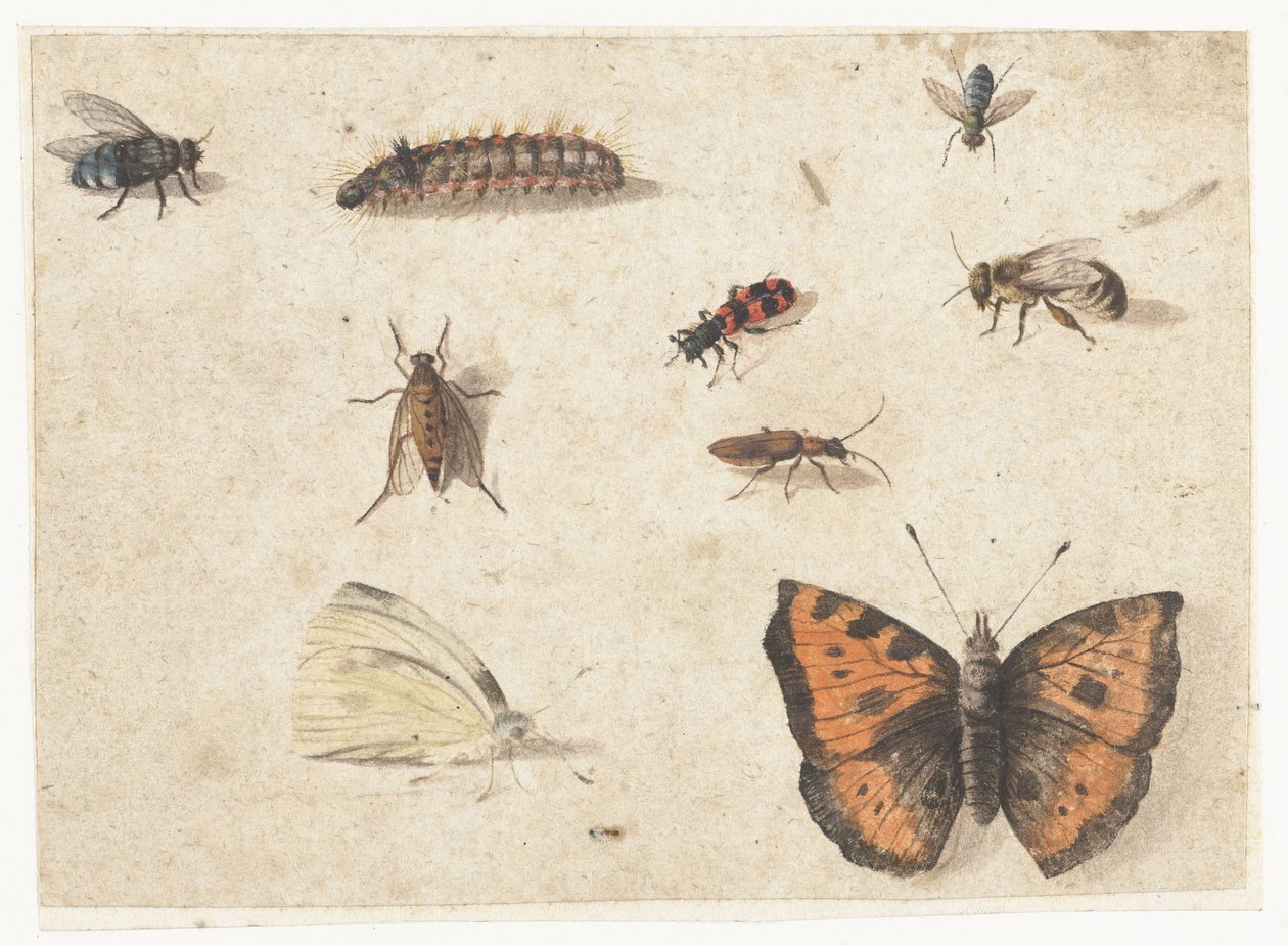 Arkusz badań dziewięciu owadów autorstwa Jan van Kessel (I)