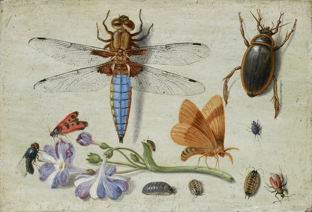 Chrząszcz, Chrząszcz, Woodlice i inne owady z gałązką Auricula, początek lat 50. XVII wieku autorstwa Jan van Kessel