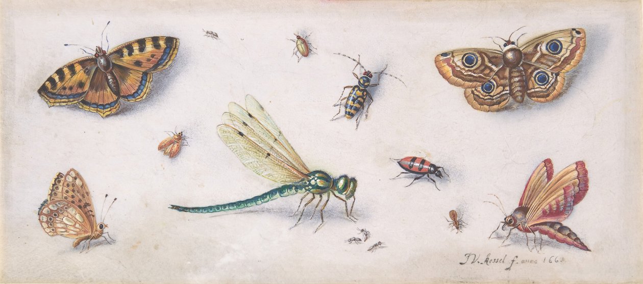 Owady, motyle i ważka, XVII wiek. autorstwa Jan van Kessel