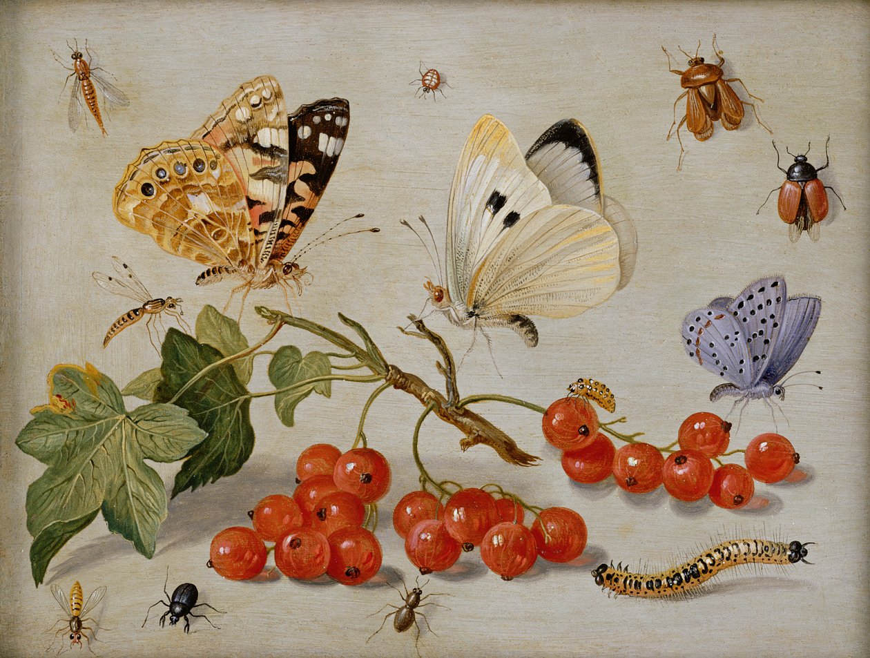 Martwa natura z gałązką czerwonych porzeczek, motyli, chrząszczy, gąsienicy i owadów (olej na miedzi) autorstwa Jan van Kessel the Elder