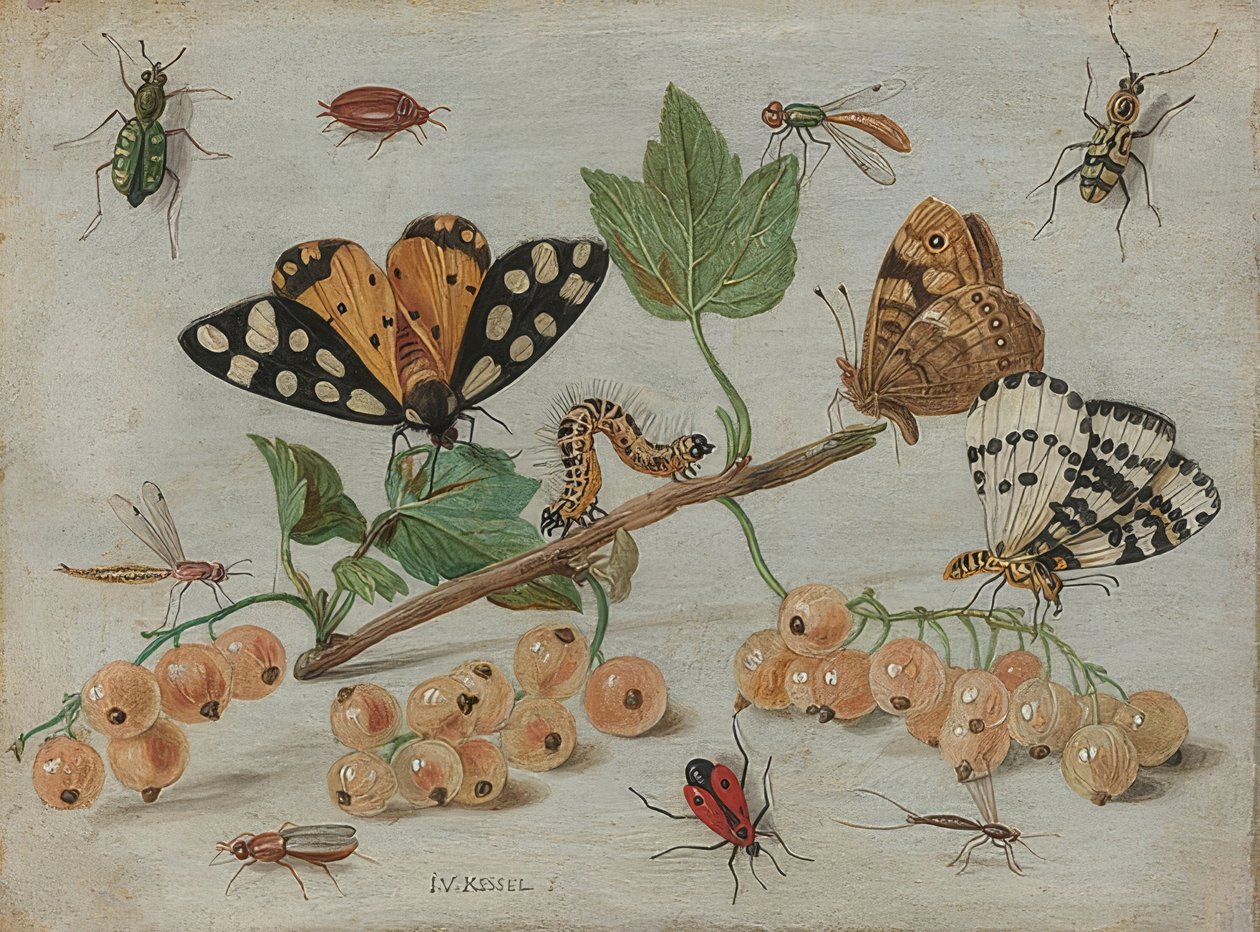Owady i owoce. Około 1660-65 autorstwa Jan van Kessel the Elder