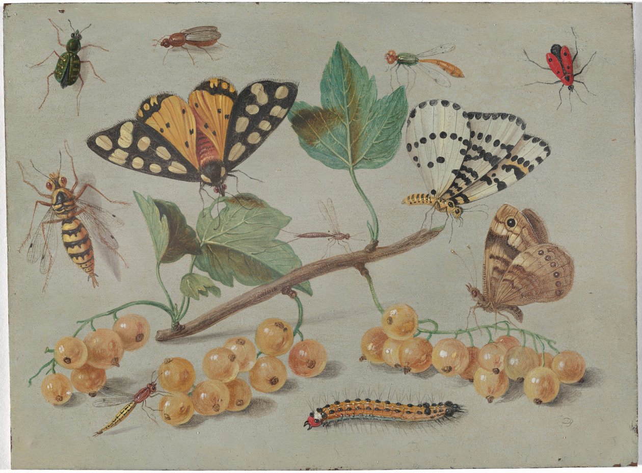 Badanie motyli i owadów autorstwa Jan van Kessel the Elder