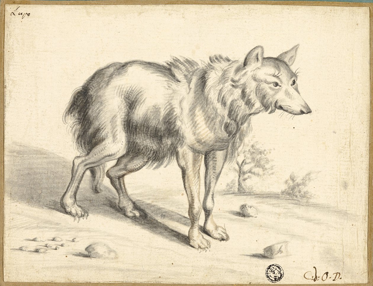 Wilk autorstwa Jan van Os