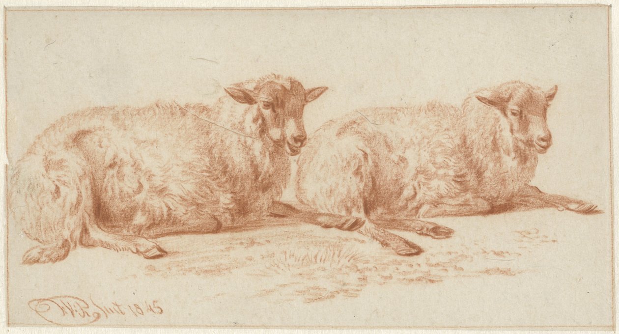 Badanie dwóch leżących owiec autorstwa Jan van Ravenswaay