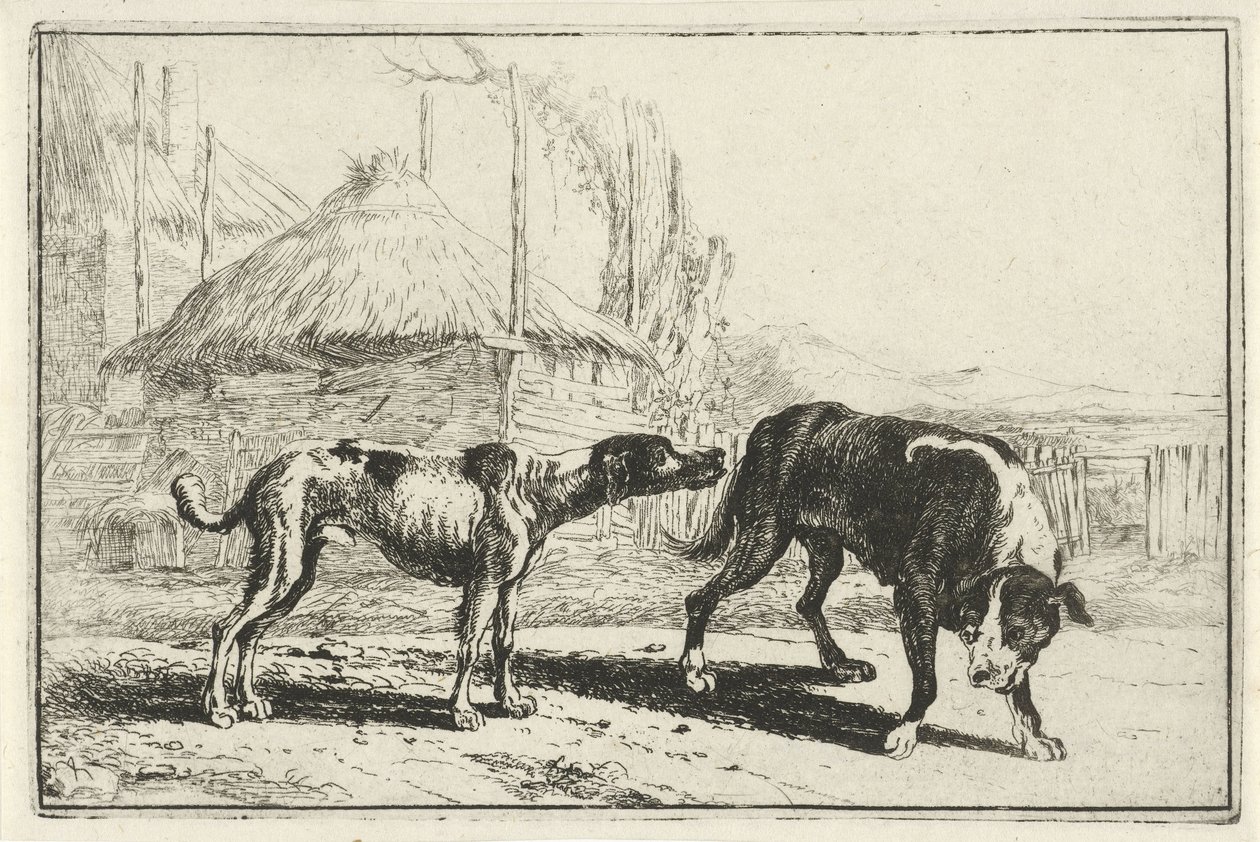 Mężczyzna i kobieta Zwierzęta (tytuł serii) Zoografia (tytuł serii) autorstwa Jan van den Hecke