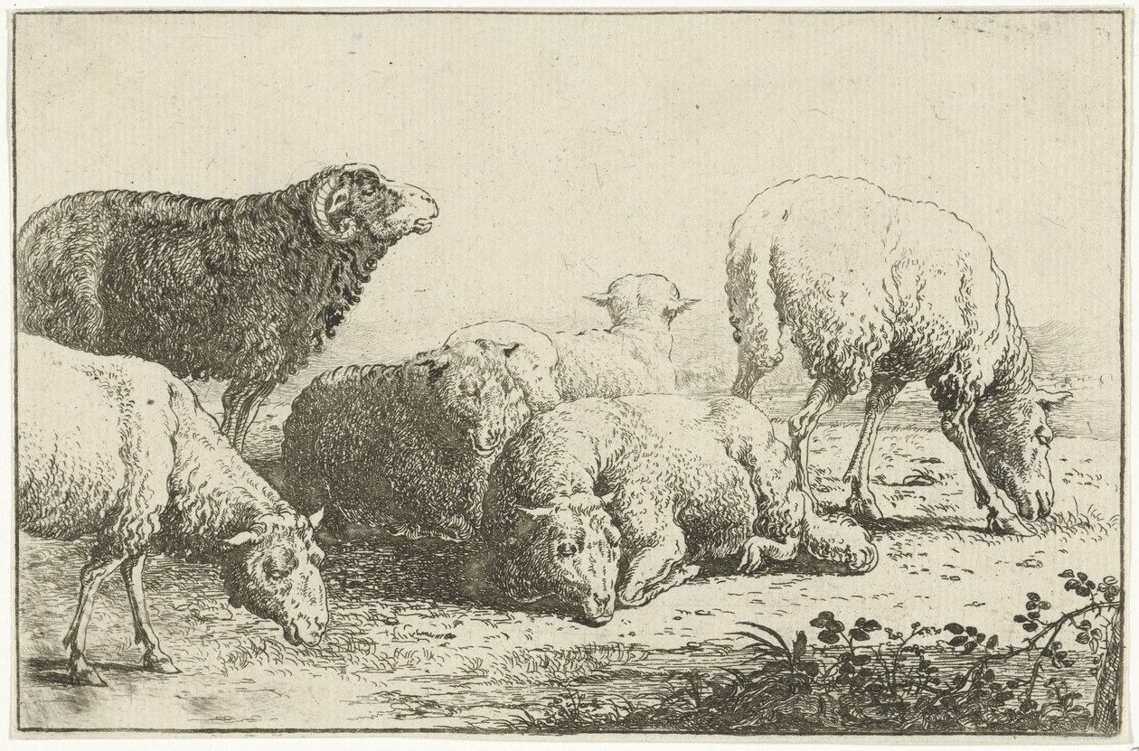 Owce Zwierzęta (tytuł serii) Zoografia (tytuł serii) autorstwa Jan van den Hecke
