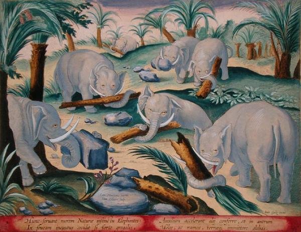 A Herd of Elephants Instinctive Build a Pit Trap, tablica 1 z „Venationes Ferarum, Avium, Piscium” (O polowaniu: dzikie zwierzęta, ptaki, ryby) grawerowana przez Jana Collaerta (1566-1628) wydana przez Phillipusa Gallaeusa z Amsterdamu (ręcznie kolorowana  autorstwa Jan van der Straet