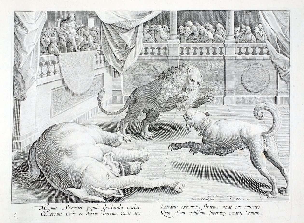 Aleksander Wielki stawia na widowisko, walka lwa, psa i słonia, ilustracja z „Venationes, Ferarum, Avium, Piscium” (O polowaniu: dzikie zwierzęta, ptaki, ryby), sztychowana przez Jana Collaerta (1566-1628), pub . Phillipus Gallaeus, Amsterdam (grafika) autorstwa Jan van der Straet