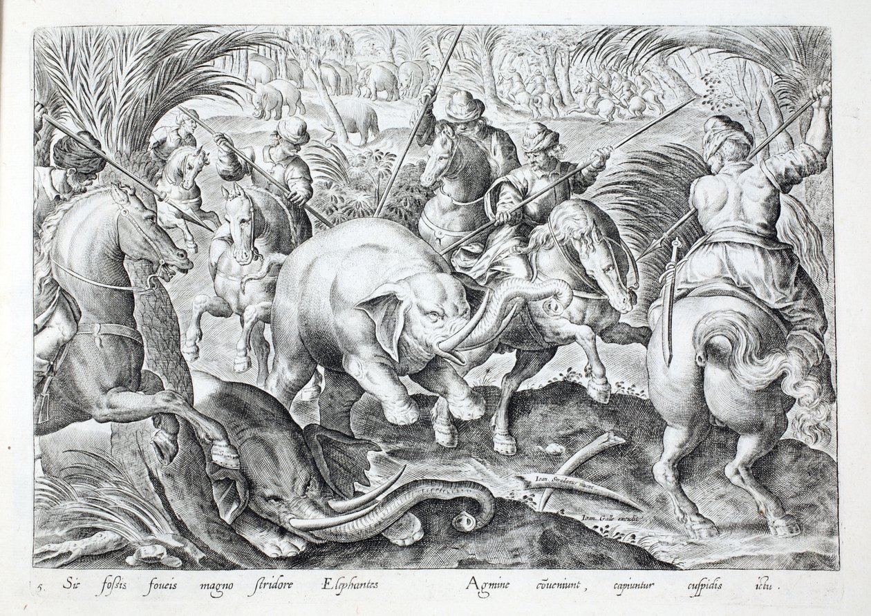 Słonie robią wielki hałas, gdy są uderzane włóczniami myśliwych, ilustracja z „Venationes, Ferarum, Avium, Piscium” (O polowaniu: dzikie zwierzęta, ptaki, ryby), ryt. Jan Collaert (1566-1628), wyd. Phillipus Gallaeus, Amsterdam (rycina) autorstwa Jan van der (1523 1605) Straet