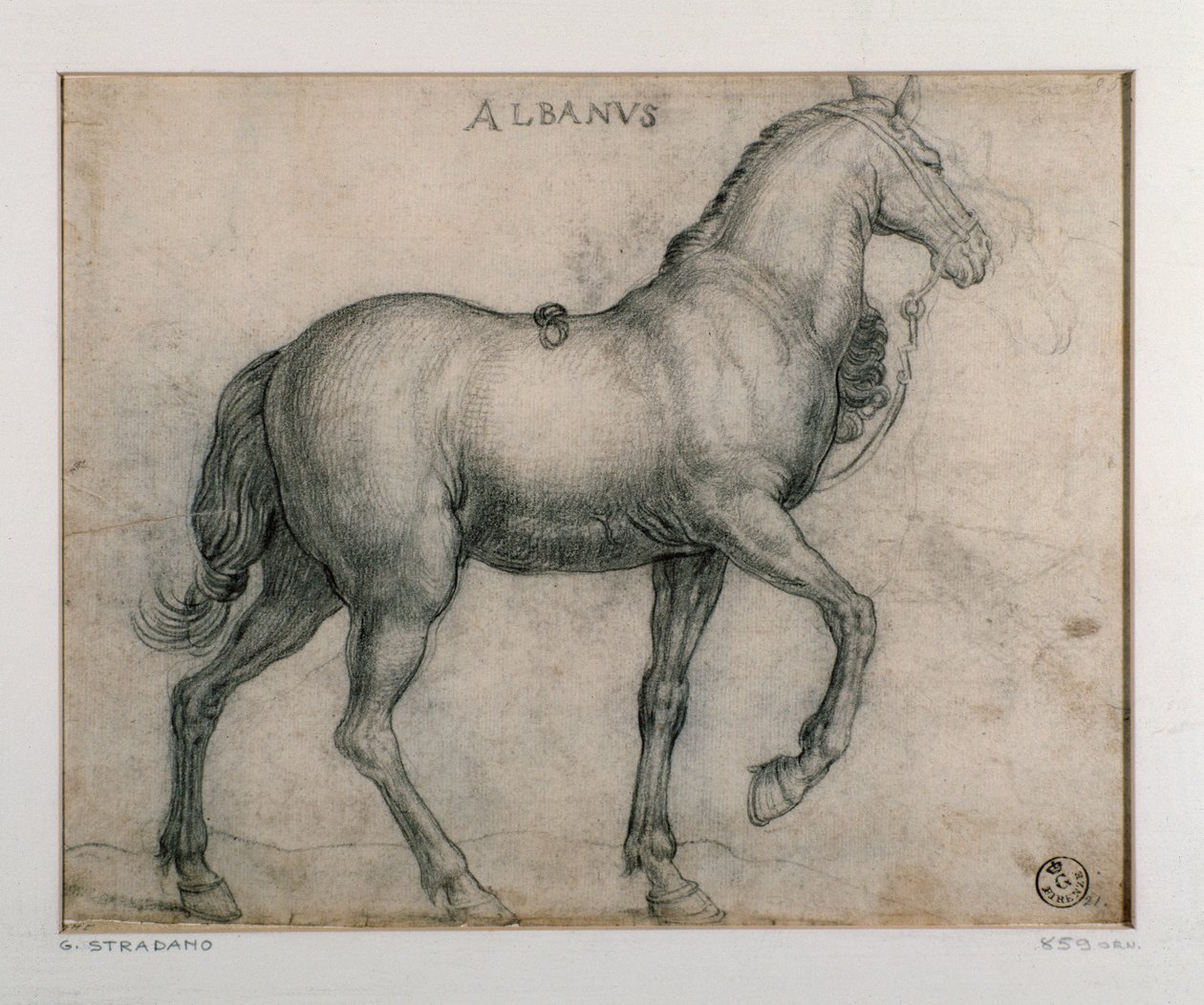 Studium dla konia Rysunek Giovanniego Stradano (Jan van der Straet) (1523-1605) Florencja, Departament Grafiki i Rysunków, Uffizi (biura) autorstwa Jan van der Straet