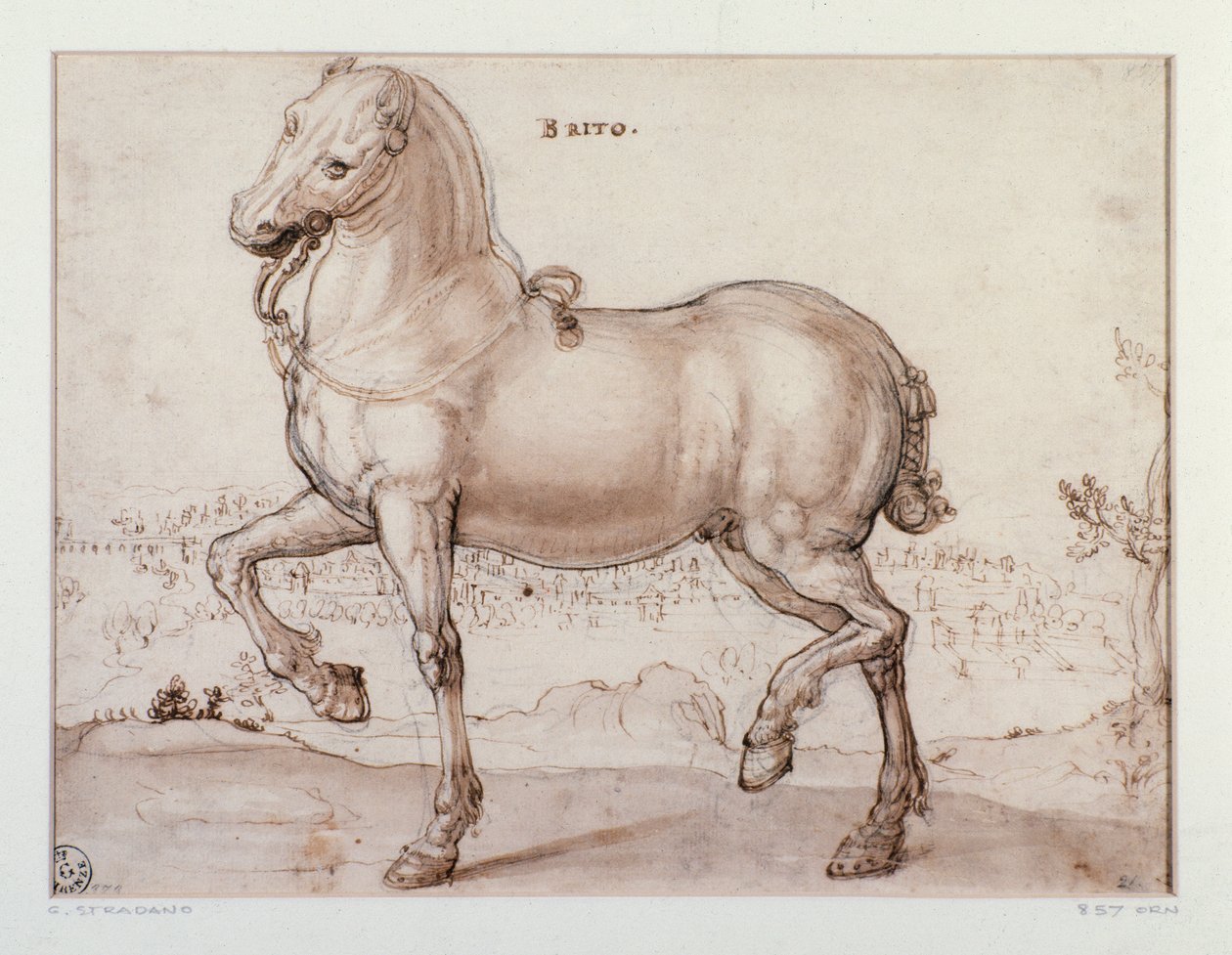 Studium dla konia Rysunek Giovanniego Stradano (Jan van der Straet) (1523-1605) Florencja, Departament Grafiki i Rysunków, Uffizi (biura) autorstwa Jan van der Straet