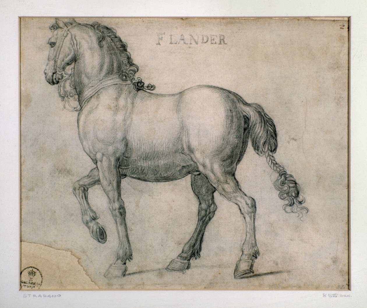 Studium dla konia z Rysunku Flandrii Giovanniego Stradano (Jan van der Straet) (1523-1605) Florencja, Departament Grafiki i Rysunków, Uffizi (biura) autorstwa Jan van der Straet