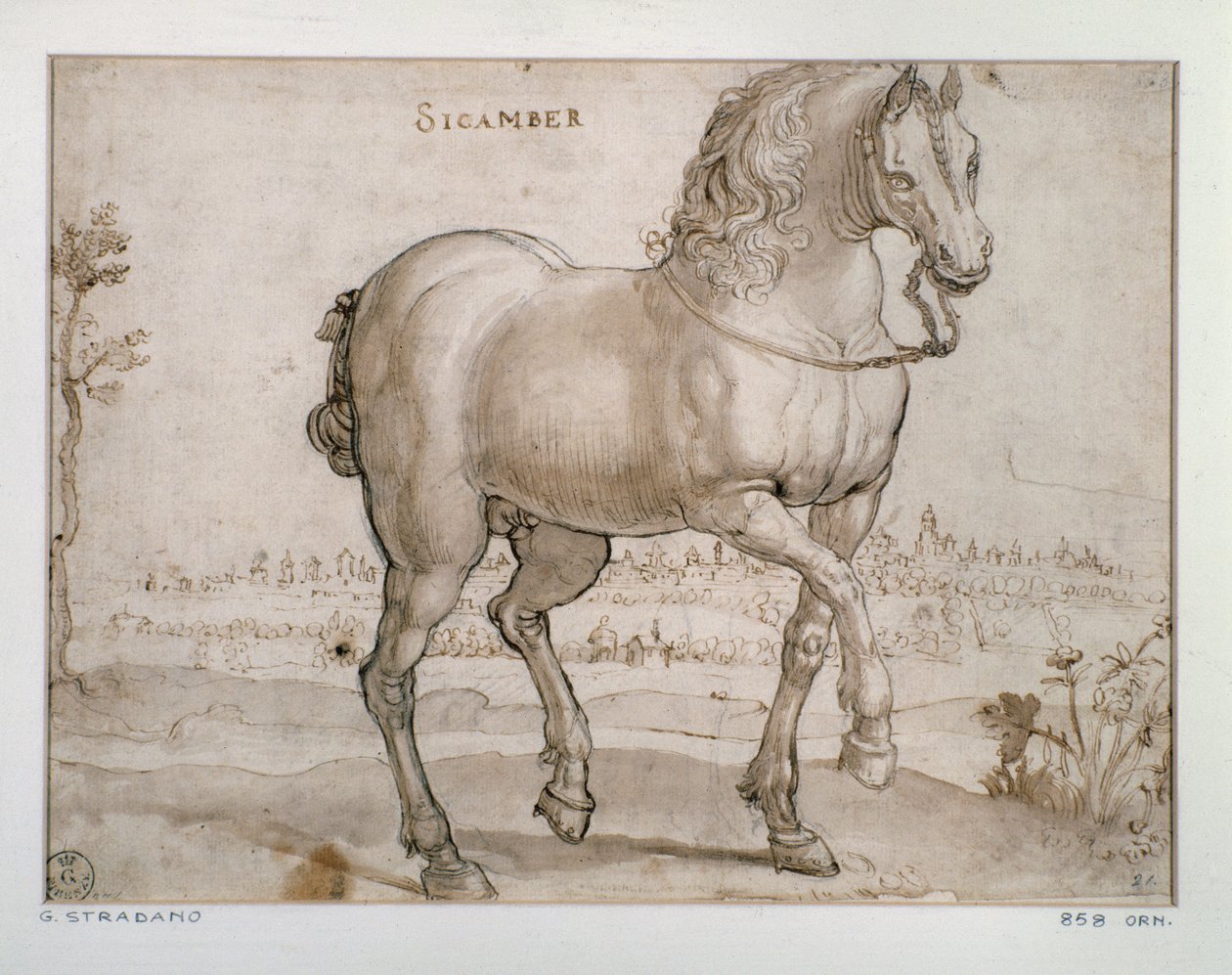 Study for a sicamber horse Rysunek Giovanniego Stradano (Jan van der Straet) (1523-1605) Florencja, Departament Grafiki i Rysunków, Uffizi (biura) autorstwa Jan van der Straet