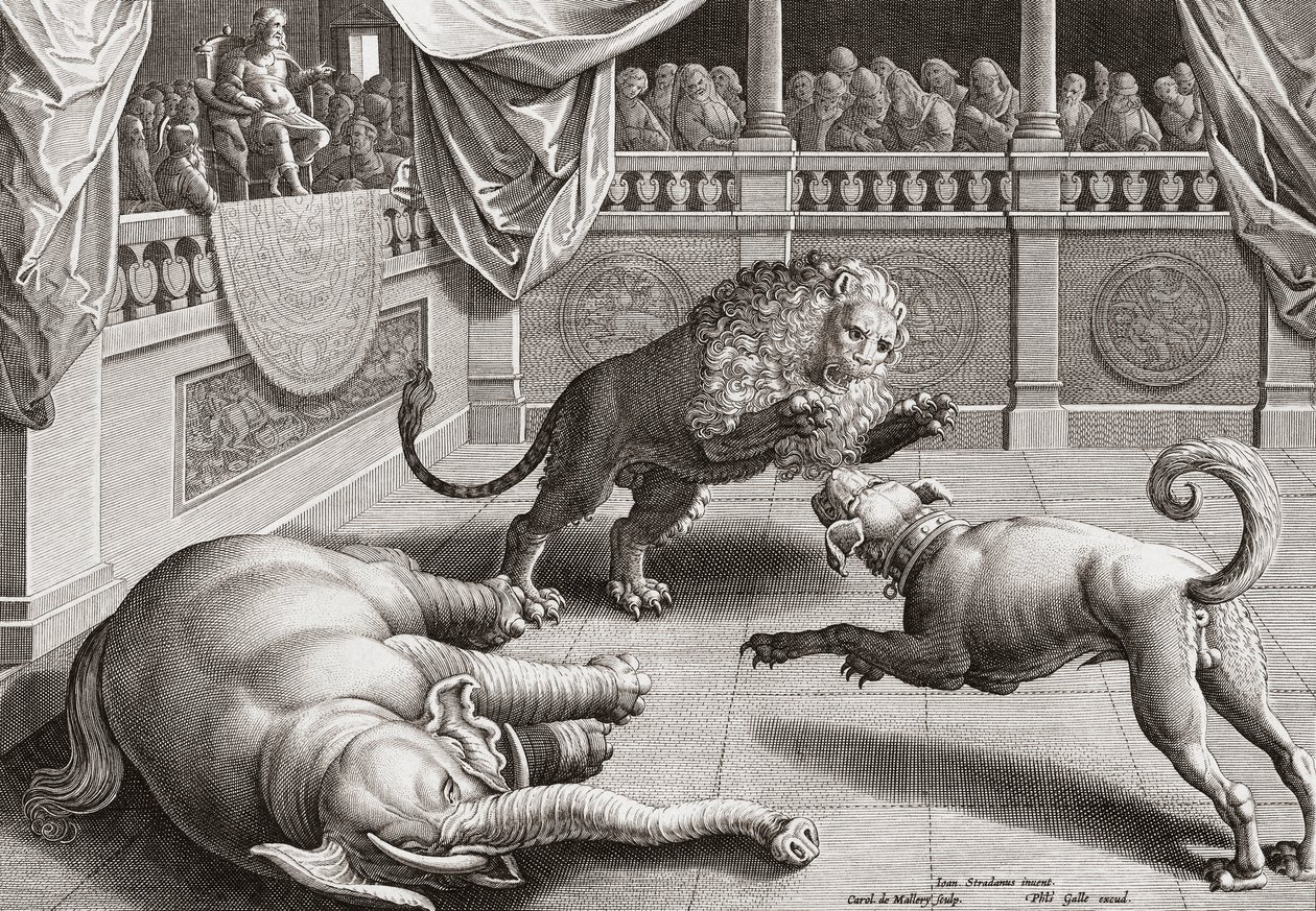 Aleksander Wielki oglądający walkę zwierząt, XVI wiek autorstwa Jan van der 1523 1605 after Straet