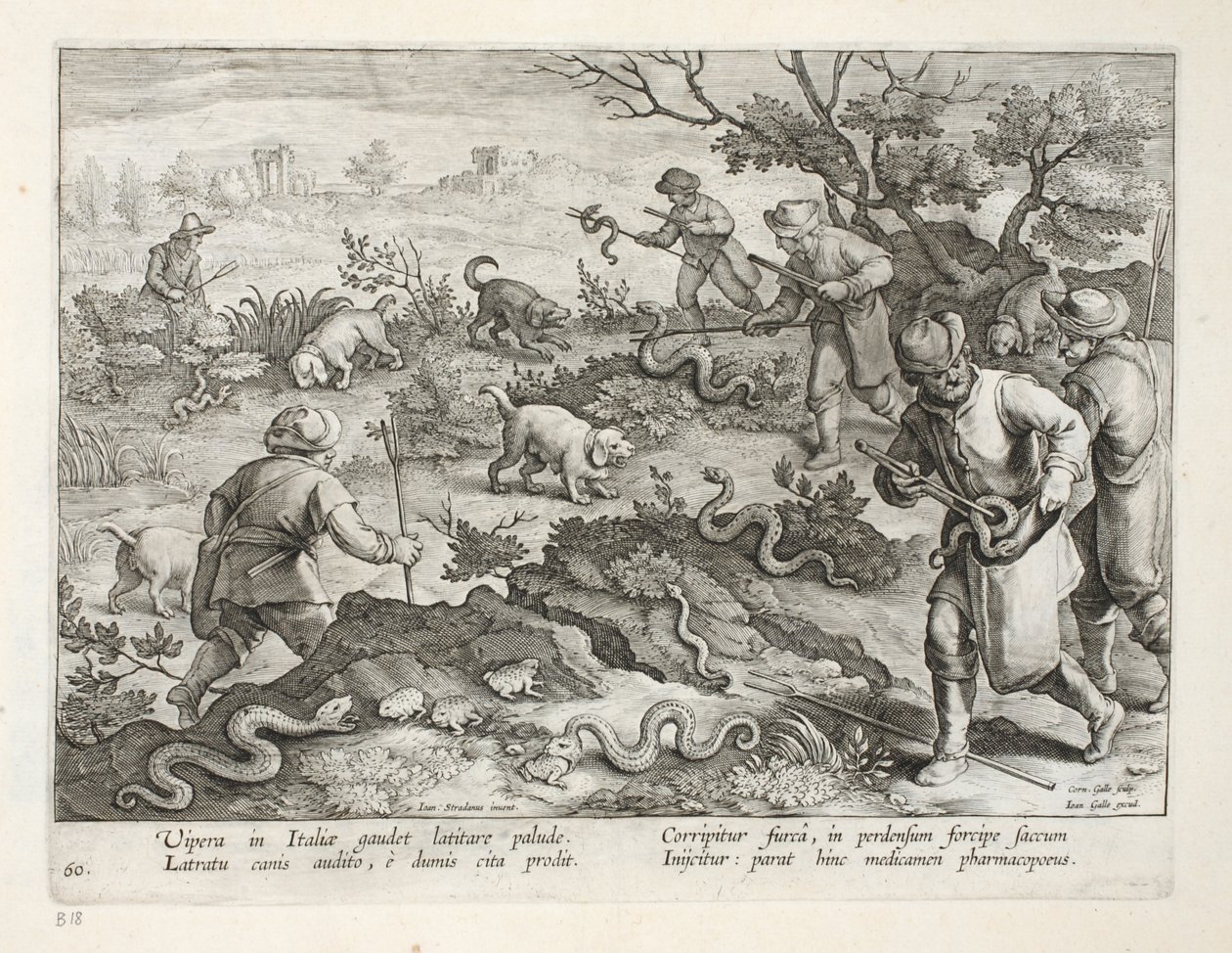 Włoskie żmije jedzące ropuchy, tablica 60, ilustracja z „Venationes, Ferarum, Avium, Piscium” (O polowaniach: dzikie zwierzęta, ptaki, ryby), sztych. Jan Collaert (1566-1628), wyd. przez Phillipusa Gallaeusa, autorstwa Jan van der Straet