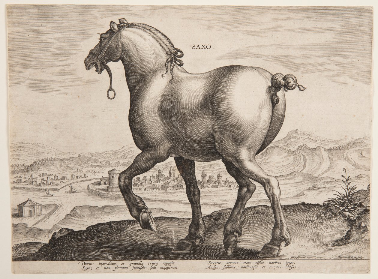 Koń saski, z pierwszego zestawu „Equile Joannis Austriaci” autorstwa Jan van der Straet, called Stradanus