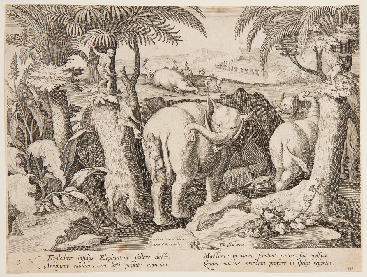 Cavemen Chasing Elephants, płyta 3 z serii Polowanie na dzikie zwierzęta, ptaki i ryby autorstwa Jan van der Straet, called Stradanus