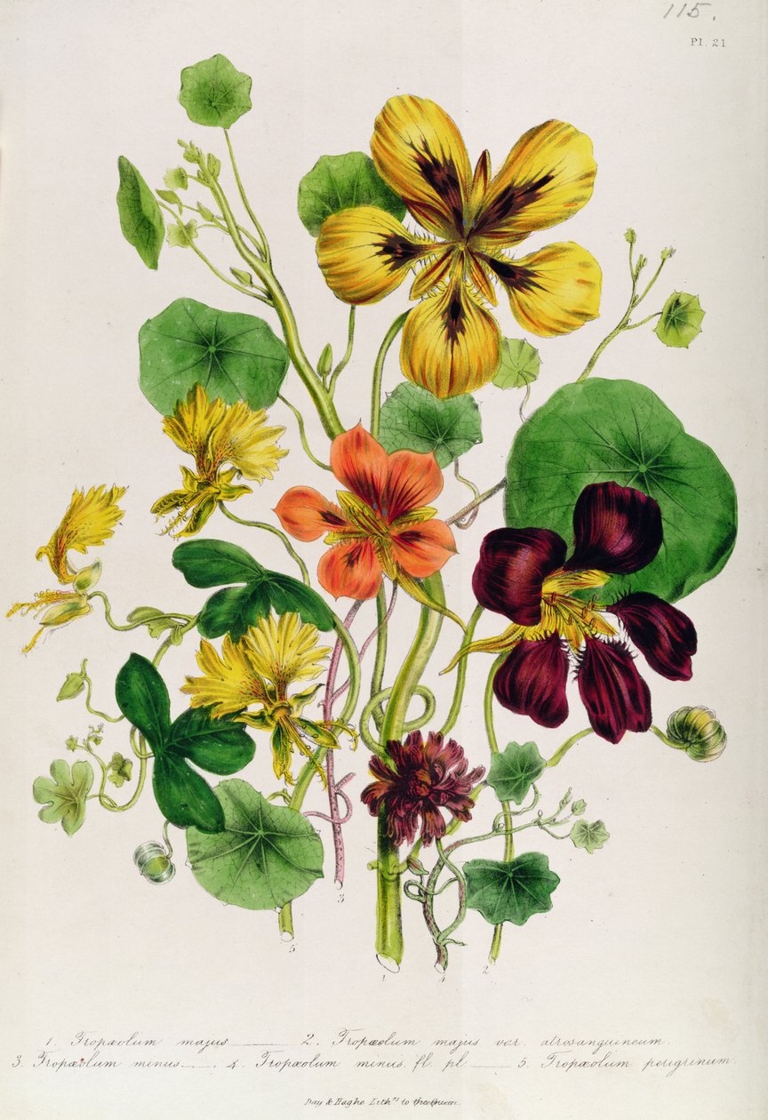 Nasturcja, tablica 21 z „Kobiecego ogrodu kwiatowego”, wydana w 1842 r. autorstwa Jane Loudon