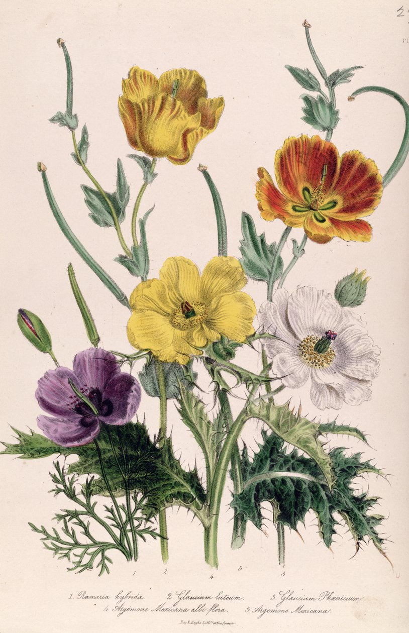 Maki i zawilce, tablica 5 z „Kobiecego ogrodu kwiatowego”, wydana w 1842 r. autorstwa Jane Loudon