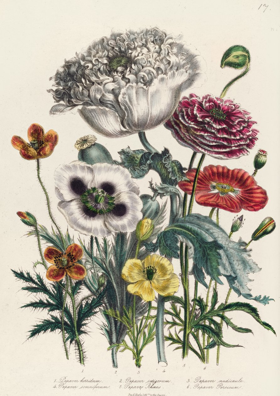 Maki, tablica 4 z „Kobiecego ogrodu kwiatowego”, wydana w 1842 r. autorstwa Jane Loudon