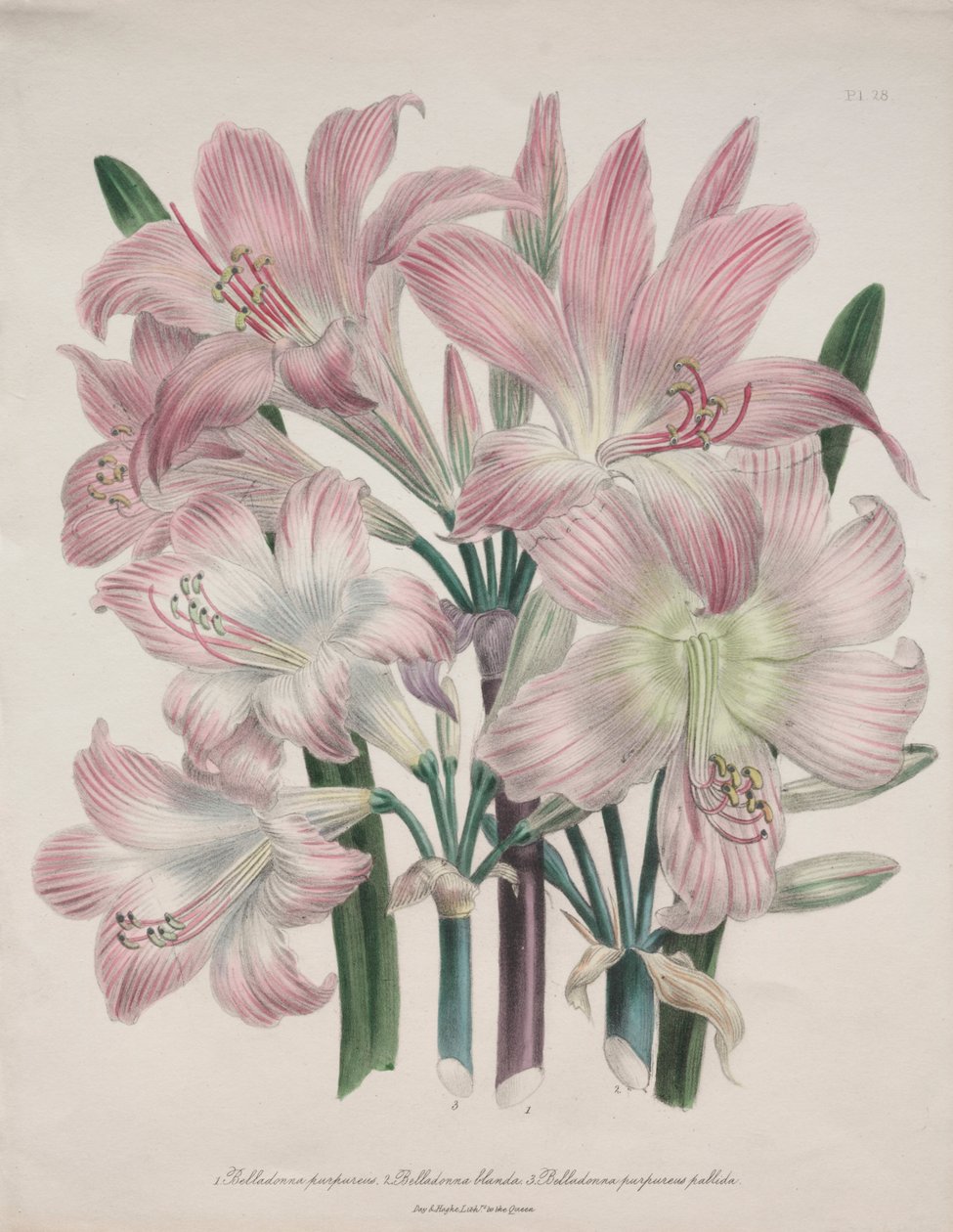 Belladonna Lily: Amarylis belladonna autorstwa Jane Loudon