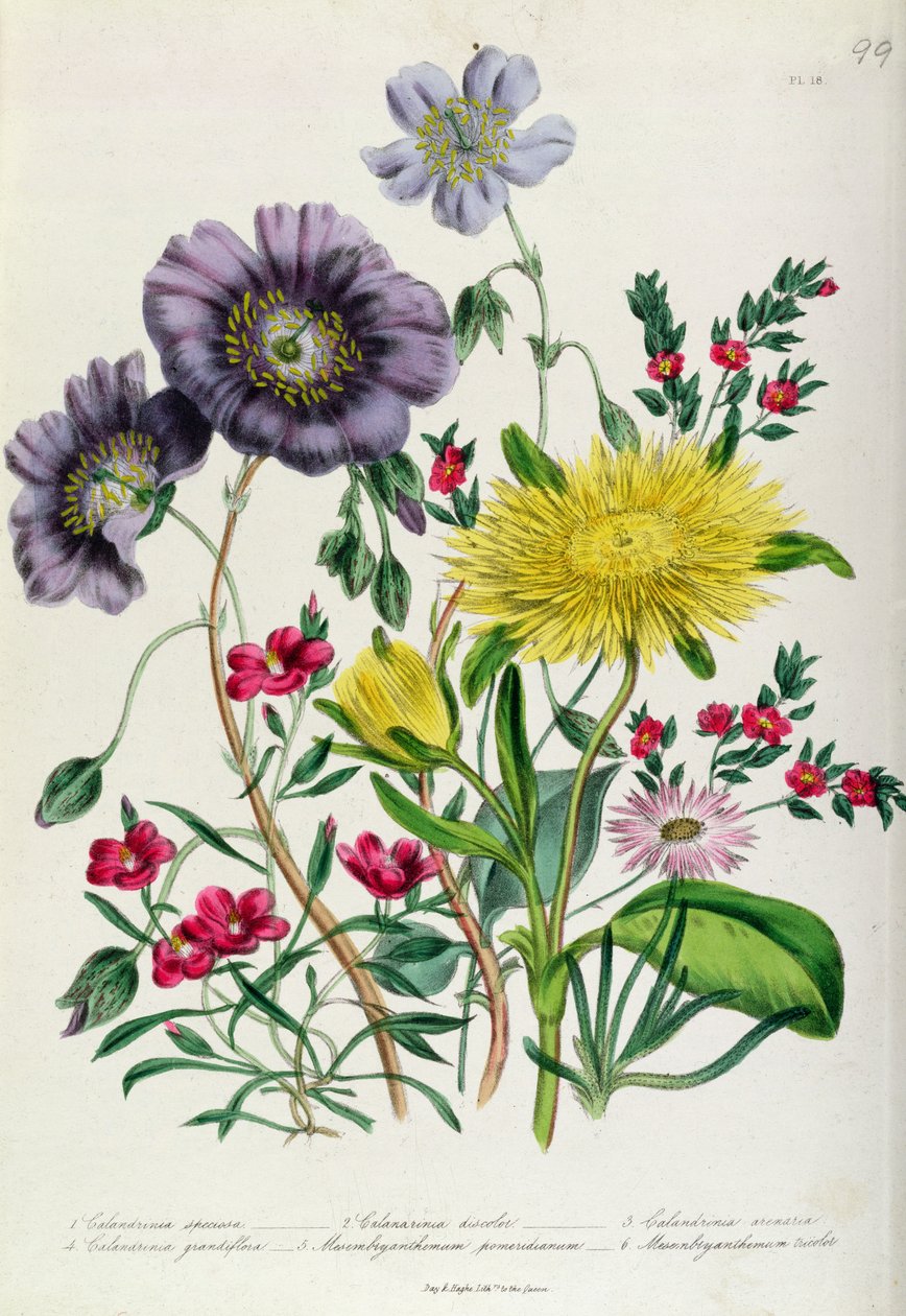 Calandrinia, tablica 18 z "The Ladies