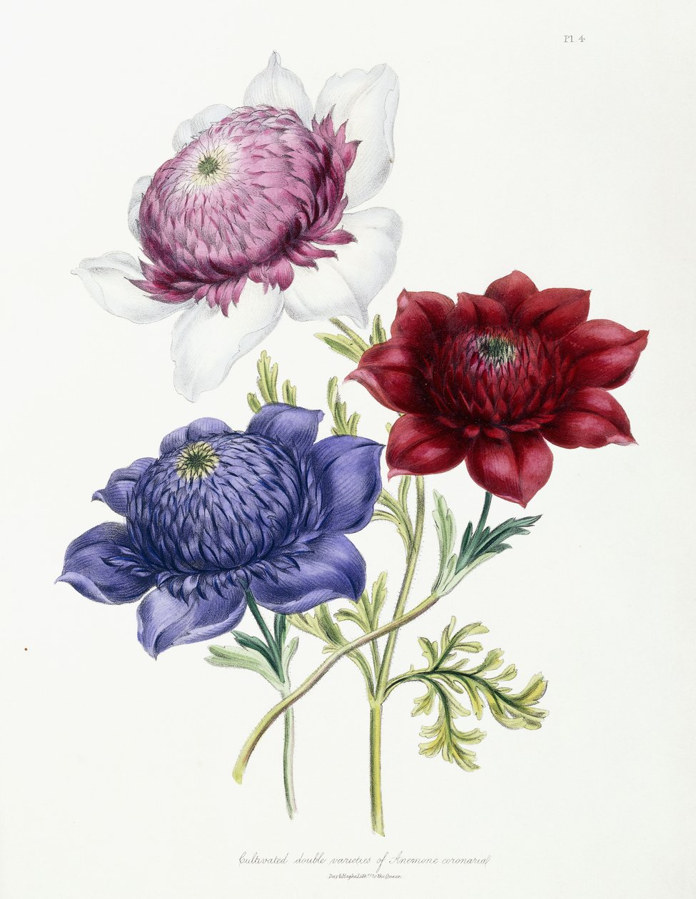 Uprawiane podwójne odmiany anemonu wieńcowego, 1843-49 autorstwa Jane Loudon