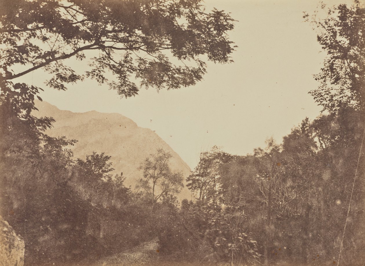 Acacia, Como autorstwa Jane Martha St. John