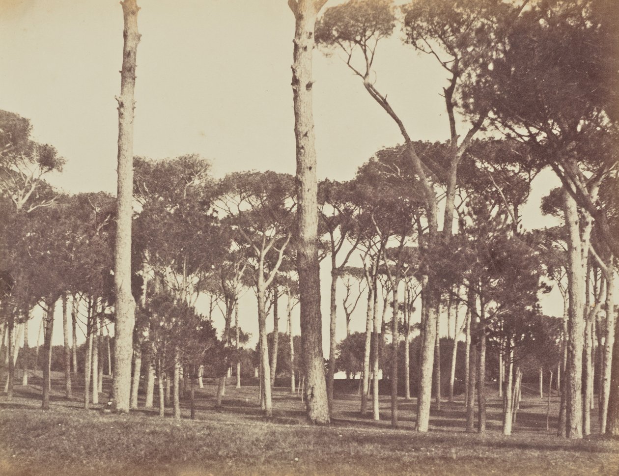 Gaj sosnowy, Villa Pamfili Doria, Rzym autorstwa Jane Martha St. John