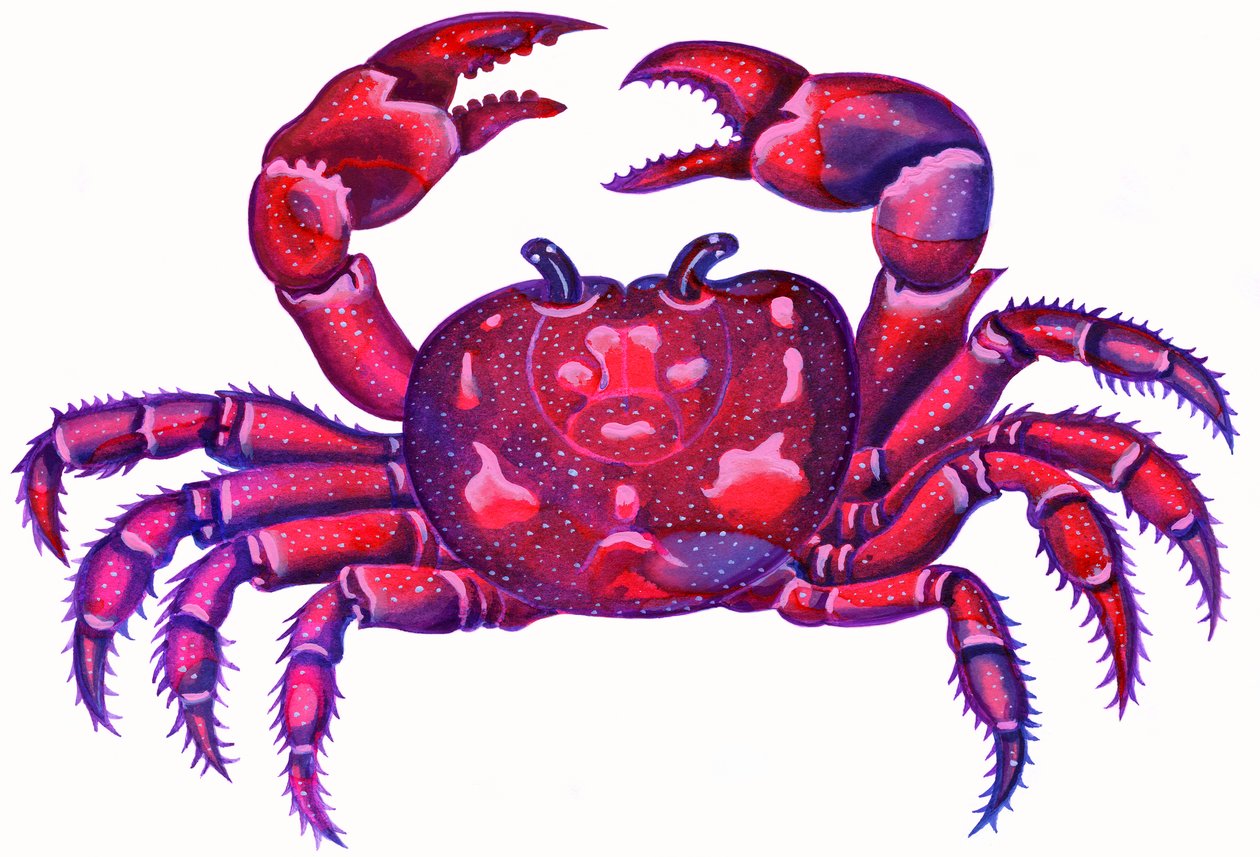Cancer the Crab, 1996, (atrament i gwasz) autorstwa Jane Tattersfield