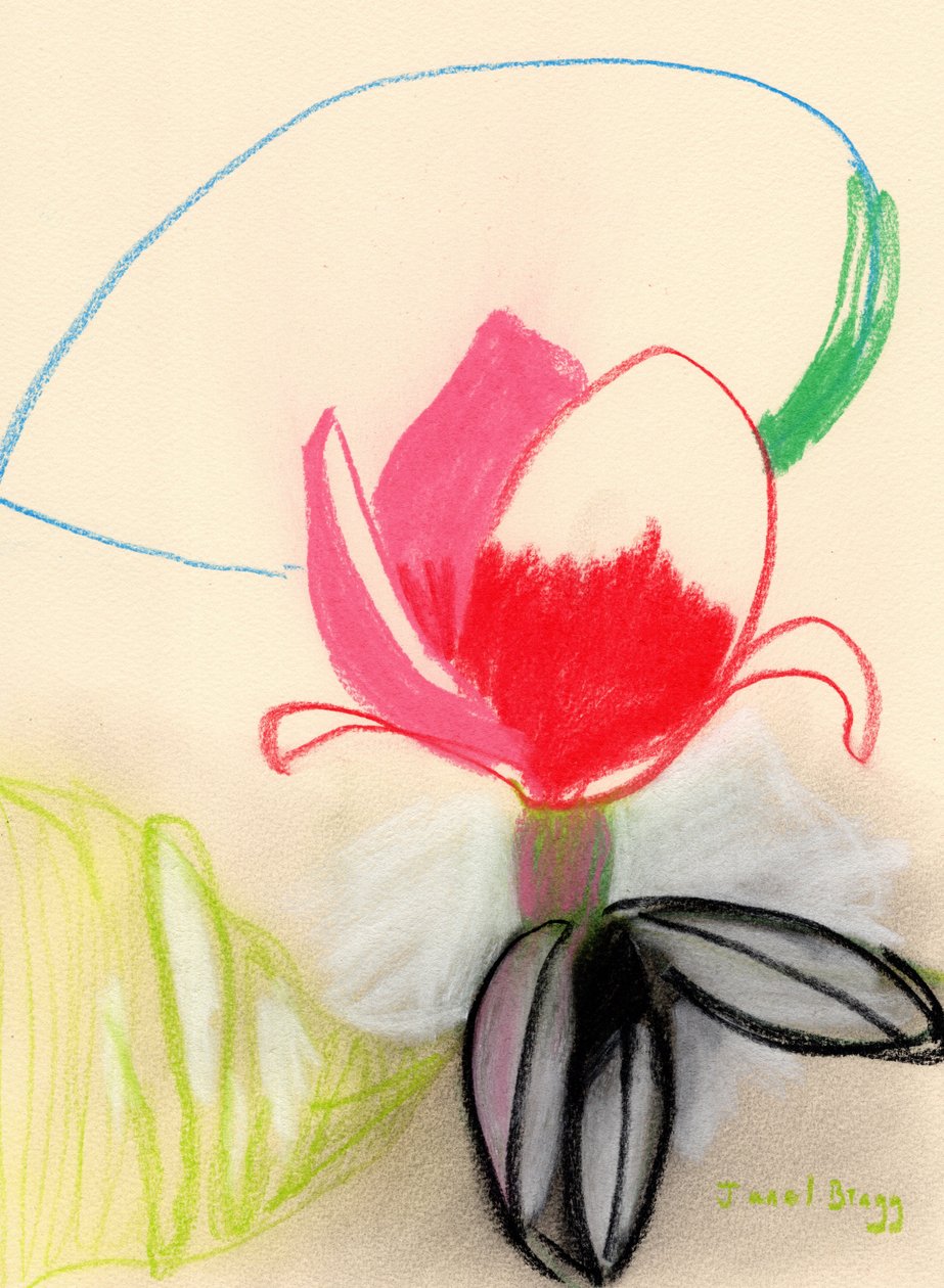 Magnolia w kolorze, ok. 2021 (pastel na papierze) autorstwa Janel Bragg