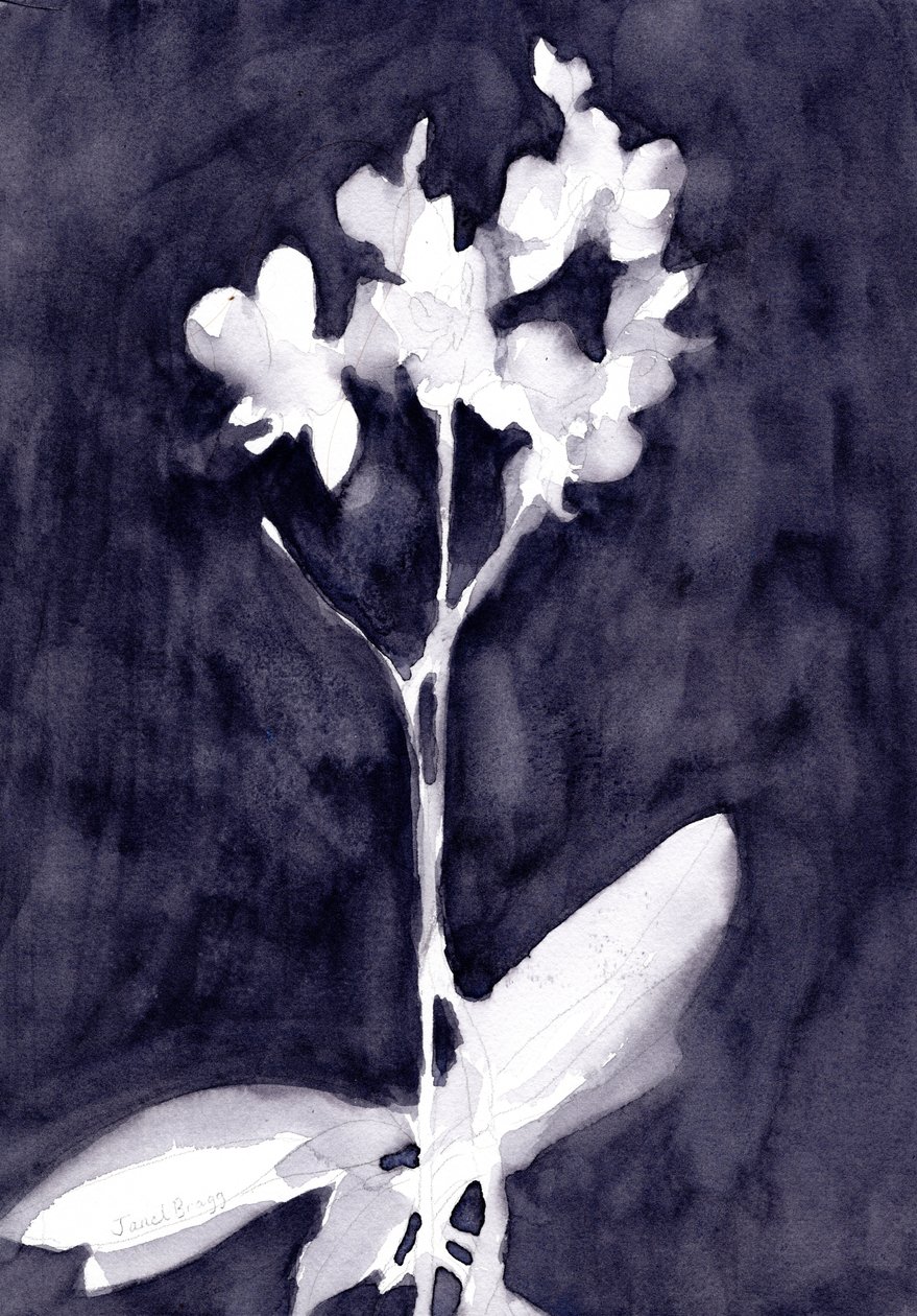 Orchid Impression in Dark Blue Gray, ok. 2019 (akwarela na papierze) autorstwa Janel Bragg