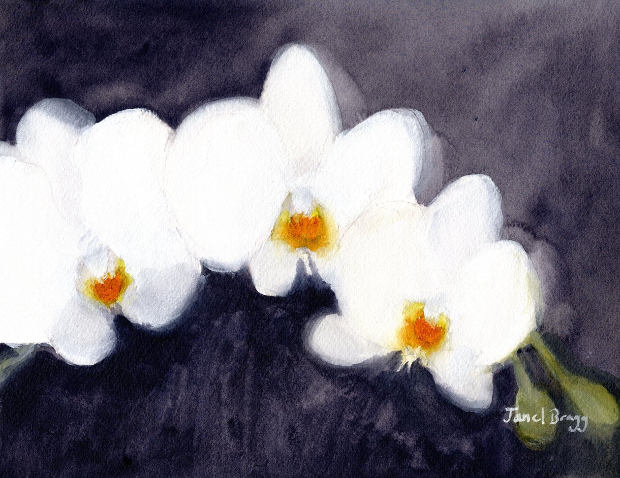 Orchidea White Phalaenopsis, ok. 2021 (akwarela i kazeina na papierze) autorstwa Janel Bragg