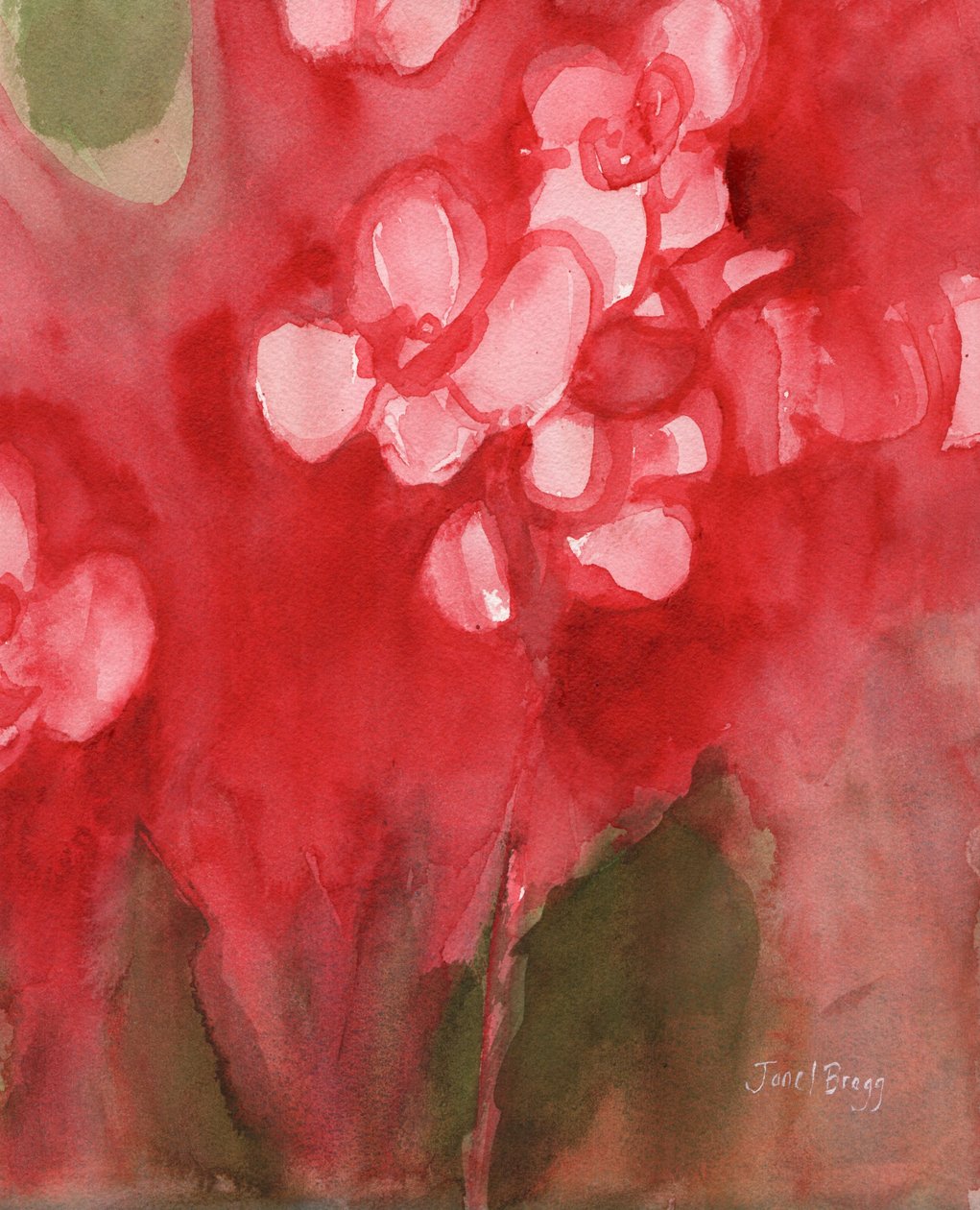 Orchid in Allzarin Crimson, ok. 2017 (akwarela na papierze) autorstwa Janel Bragg